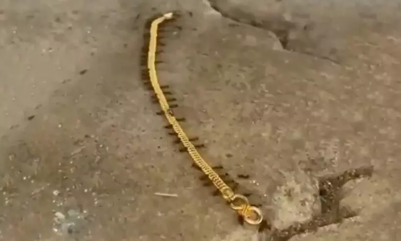 Video of ants stealing gold has taken over social media