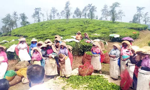 plantation workers wayanad