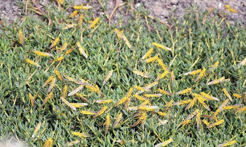 കൃഷിയിടത്തിൽ വെട്ടുകിളി ശല്യം അധികൃതർ ജാഗ്രതയിൽ