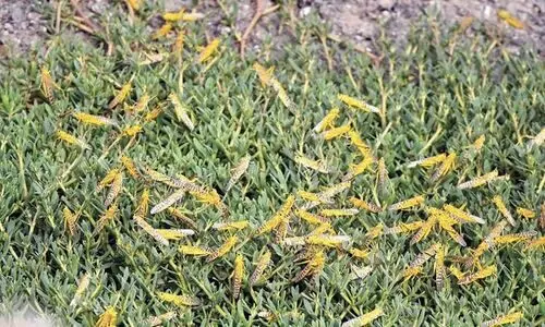 കൃഷിയിടത്തിൽ വെട്ടുകിളി ശല്യം അധികൃതർ ജാഗ്രതയിൽ