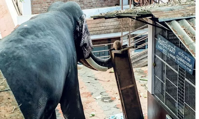 അങ്ങാടിപ്പുറത്ത് ആന ഇടഞ്ഞു; പാപ്പാന്മാർക്ക്​​ പരിക്ക്