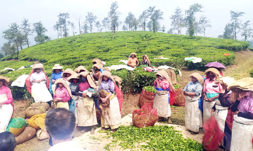 plantation workers wayanad plantation workers wayanad