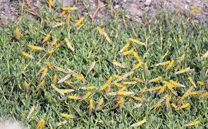 കൃഷിയിടത്തിൽ വെട്ടുകിളി ശല്യം അധികൃതർ ജാഗ്രതയിൽ കൃഷിയിടത്തിൽ വെട്ടുകിളി ശല്യം അധികൃതർ ജാഗ്രതയിൽ