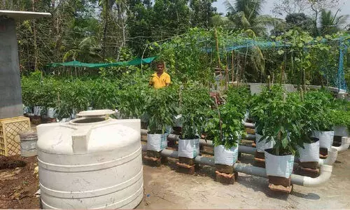 പൈപ്പുകൾക്ക്​ മുകളിൽ ഗ്രോബാഗ്​; വേനല്‍ക്കാല പച്ചക്കറിയില്‍ ഷരീഫി​‍െൻറ വേറിട്ട മാതൃക