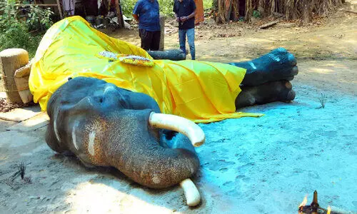 ഗുരുവായൂര്‍ വലിയ കേശവന്‍ ചെരിഞ്ഞു