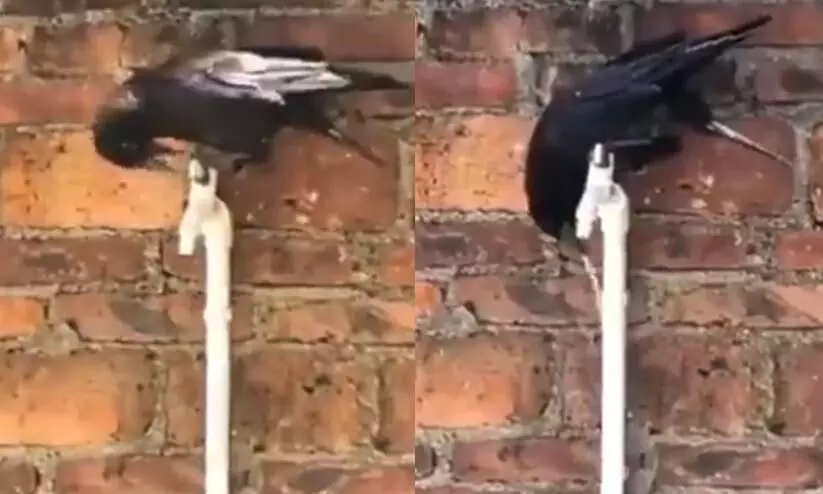 Crow opens tap to drink water Viral video