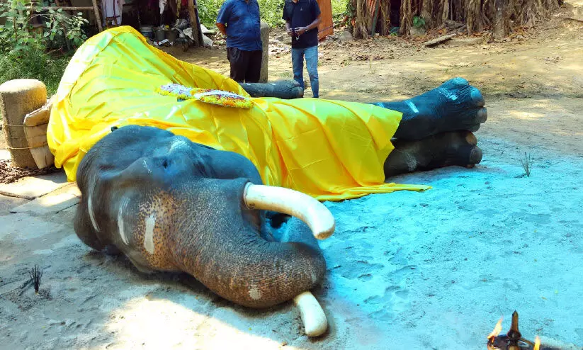 ഗുരുവായൂര്‍ വലിയ കേശവന്‍ ചെരിഞ്ഞു