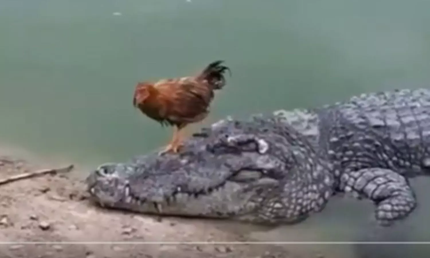 chick and crocodile