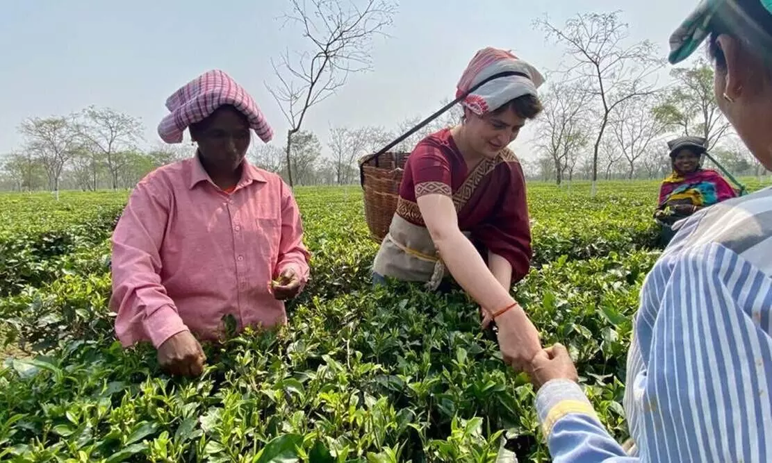 assam tea plantation priyanka