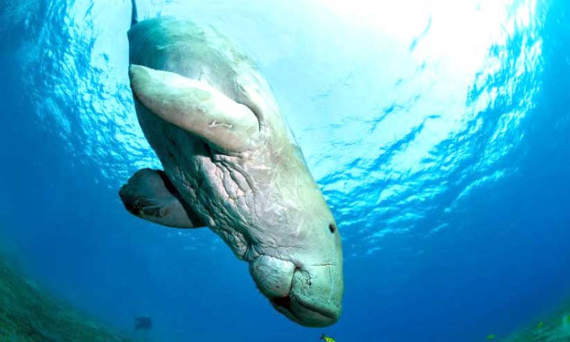 ഖത്തറിൽ കടല്പ്പശുക്കൾ വർധിച്ചതായി കണക്കുകൾ ഖത്തറിൽ കടല്പ്പശുക്കൾ വർധിച്ചതായി കണക്കുകൾ