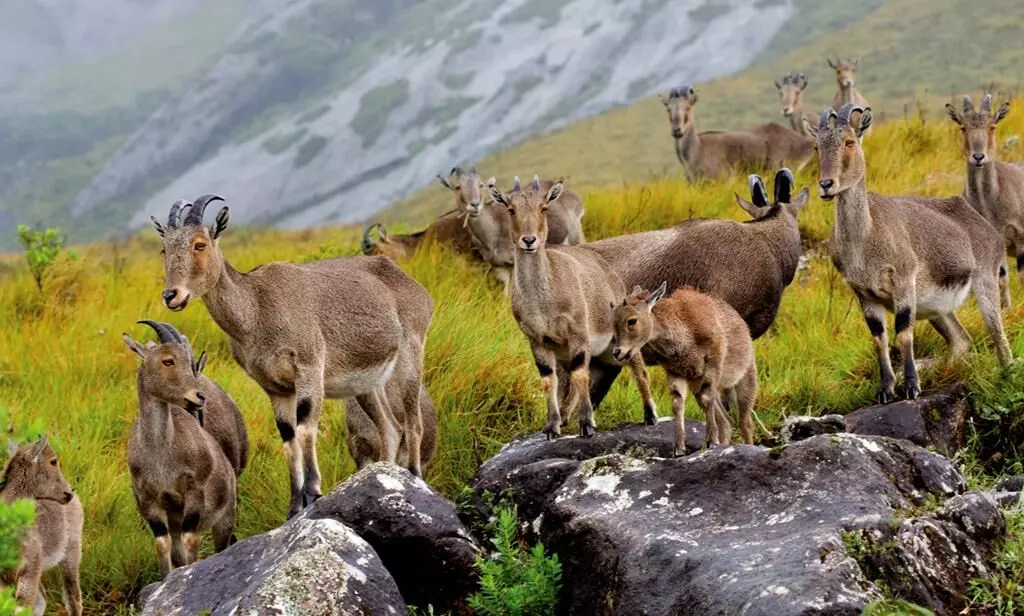 eravikulam national park