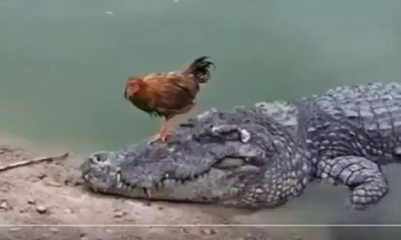 chick and crocodile chick and crocodile