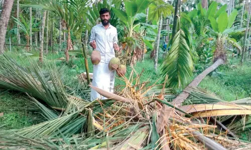 wild-elephant-attack-in-thannikkadavu