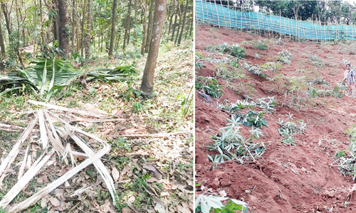 wild elephant and wild boar attack on farm land