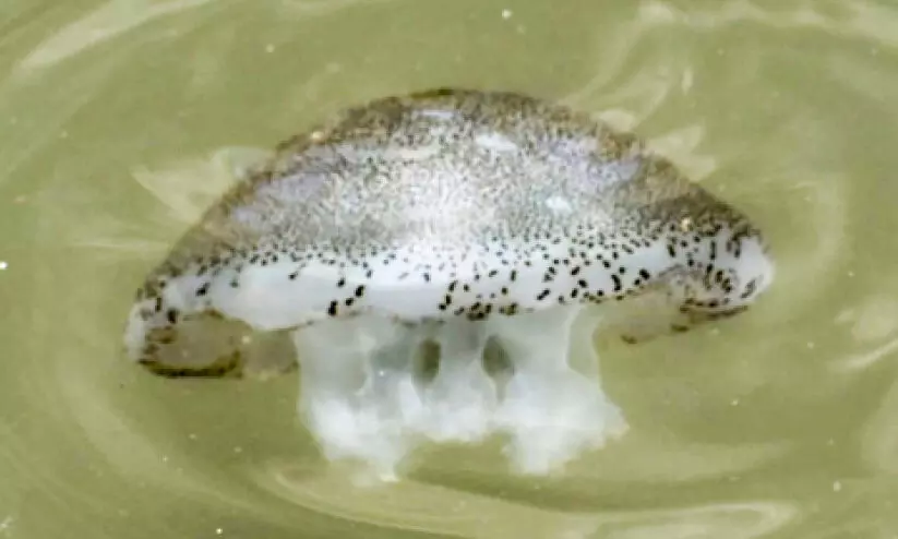 jelly fish jelly fish