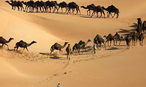 ലിവ: യു വിൽ ലവ്​ ഇറ്റ്​