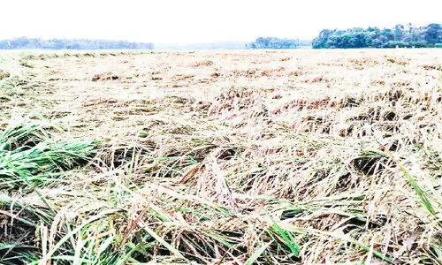 വേനൽ മഴയും കാറ്റും വിളവെടുക്കാറായ 50 ഏക്കറോളം നെല്ല് വീണുനശിച്ചു