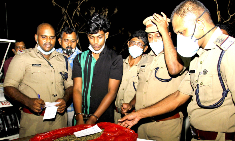 cannabis hunt cannabis hunt