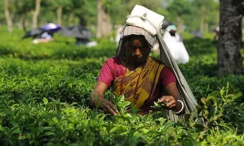 കാണാതെപോകരുത്, ഈ തൊഴിലാളികളുടെ കണ്ണുനീർ