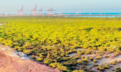 യാം​ബു റോ​യ​ൽ ക​മീ​ഷ​നി​ൽ ക​ണ്ട​ൽ​ക്കാ​ടു​ക​ൾ   വ്യാ​പ​ക​മാ​ക്കാ​ൻ പ​ദ്ധ​തി​