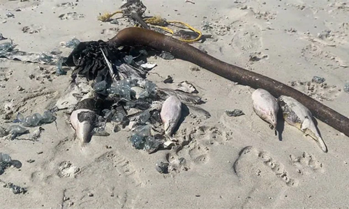 ചത്താലും 30 മനുഷ്യരെ വരെ കൊല്ലാൻ പവർ ഫുള്ളായ പഫർ ഫിഷുകൾ ചത്തൊടുങ്ങി; ഭീതിയിൽ ഒരു തീരവും നാടും