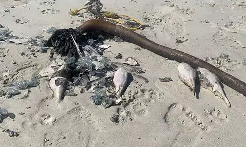 ചത്താലും 30 മനുഷ്യരെ വരെ കൊല്ലാൻ പവർ ഫുള്ളായ പഫർ ഫിഷുകൾ ചത്തൊടുങ്ങി; ഭീതിയിൽ ഒരു തീരവും നാടും