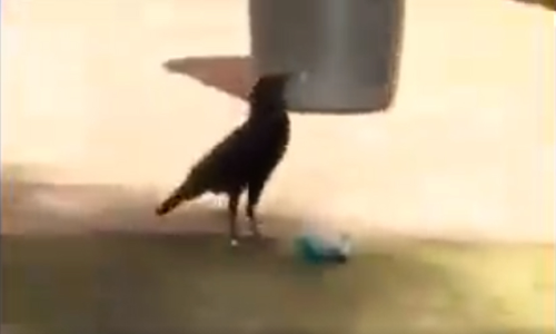 മാലിന്യം അലക്ഷ്യമായി എറിയുന്നവർ ലജ്ജിക്കുക, ഈ കാക്കയെ കണ്ട് പഠിക്കുക VIDEO