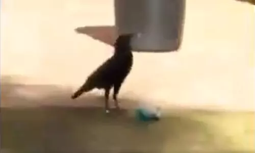 മാലിന്യം അലക്ഷ്യമായി എറിയുന്നവർ ലജ്ജിക്കുക, ഈ കാക്കയെ കണ്ട് പഠിക്കുക VIDEO