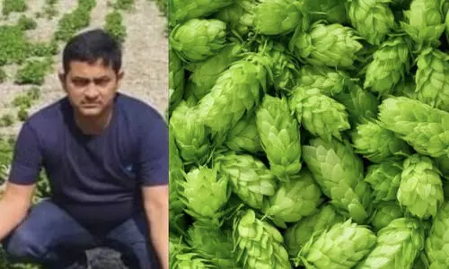 hop-shoots bihar native
