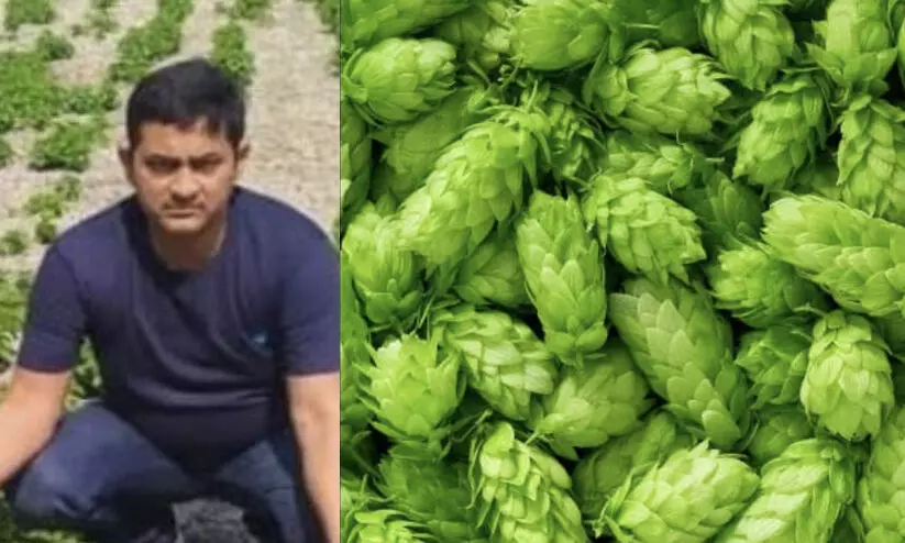 hop-shoots bihar native