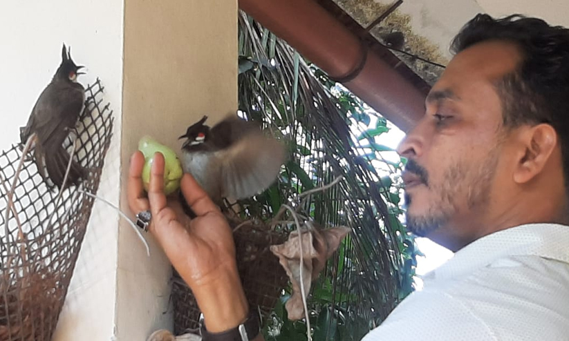 thajudheen and bullbulls thajudheen and bullbulls