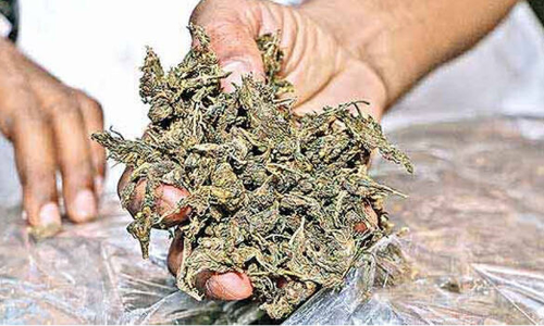 മു​ത്ത​ങ്ങ​യി​ൽ ആ​റ് കി​ലോ ക​ഞ്ചാ​വ് പി​ടി​കൂ​ടി