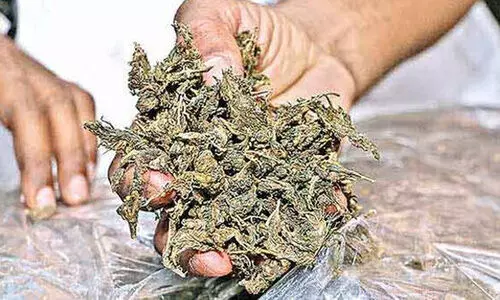 മു​ത്ത​ങ്ങ​യി​ൽ ആ​റ് കി​ലോ ക​ഞ്ചാ​വ് പി​ടി​കൂ​ടി