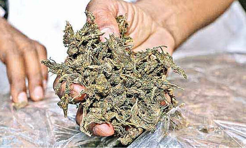 മു​ത്ത​ങ്ങ​യി​ൽ ആ​റ് കി​ലോ ക​ഞ്ചാ​വ് പി​ടി​കൂ​ടി