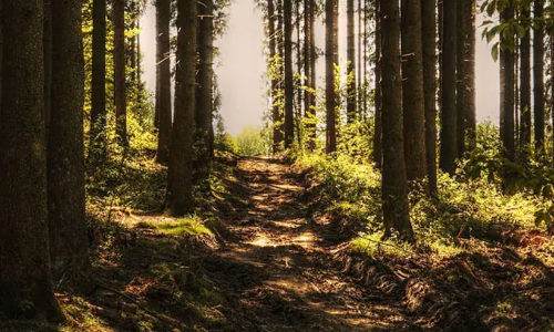 കോവിഡ്​ ഭീതി; 25 ആദിവാസി കുടുംബങ്ങള്‍ വനത്തില്‍ അഭയം തേടി