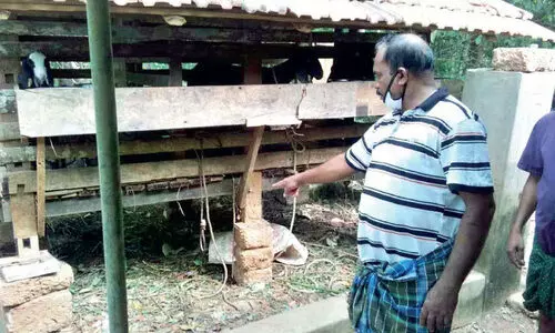 goats head cut and stolen