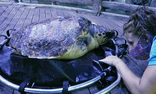 വലയിൽ കുരുങ്ങിയ കടലാമക്ക് രക്ഷകരായി നാഷനൽ അക്വേറിയം വലയിൽ കുരുങ്ങിയ കടലാമക്ക് രക്ഷകരായി നാഷനൽ അക്വേറിയം