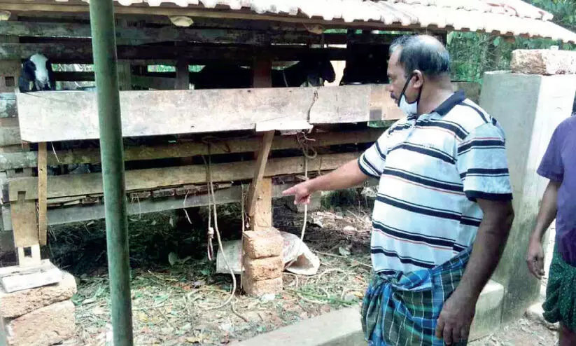 goats head cut and stolen