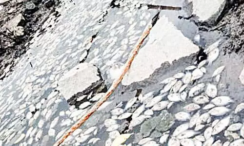 ചെമ്മീൻ കെട്ടിൽ വിഷം കലർത്തി