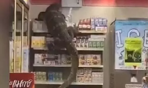 സൂപർമാർക്കറ്റിൽ ഷോപ്പിങ്ങിനിറങ്ങി ഭീമൻ ഗോഡ്​സില്ല; ഭയന്നുവിറച്ച്​ നാട്ടുകാർ, വിഡിയോ വൈറൽ