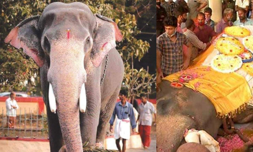 ambalappuzha vijayakrishnan