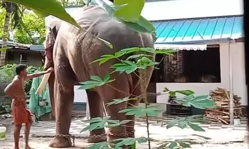 ഗുരുവായൂര്‍ ആനത്താവളത്തിലെ രണ്ട് കൊമ്പന്മാര്‍ ഇടഞ്ഞോടി