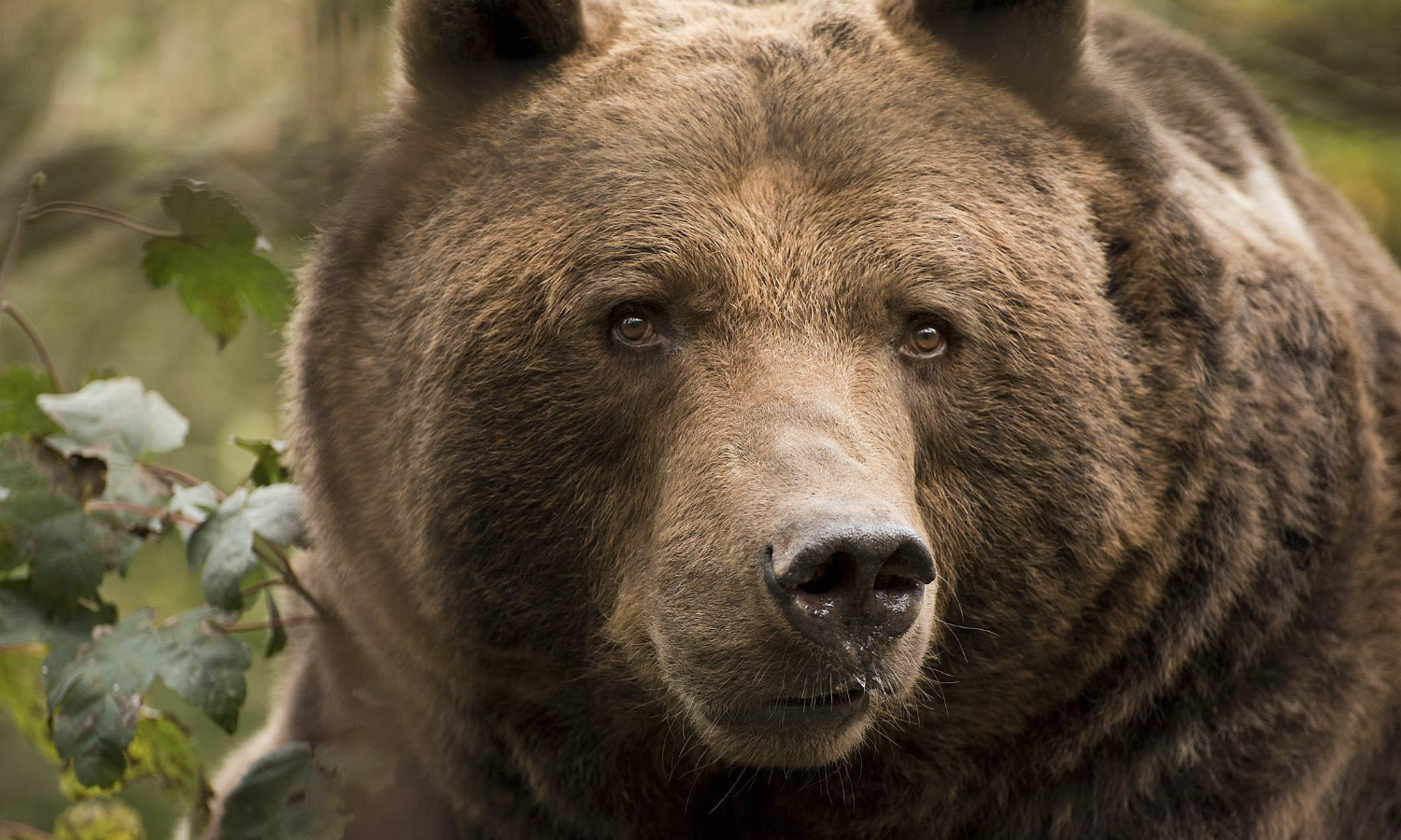 കിഴക്കനേലയിൽ കരടിയെ കണ്ടതായി നാട്ടുകാർ