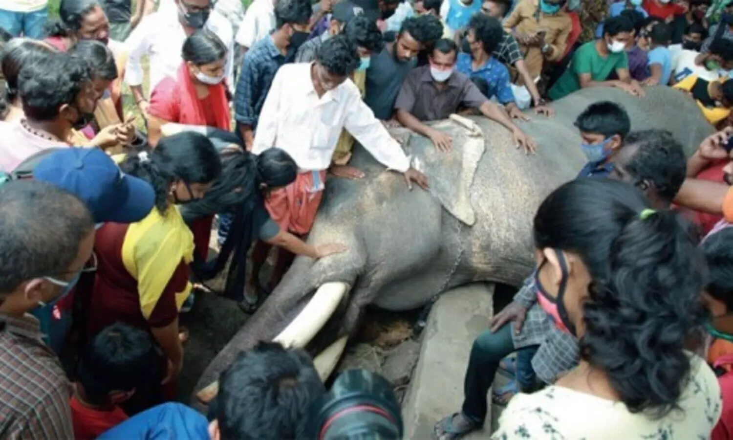 ambalappuzha vijayakrishnan