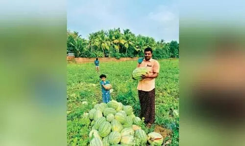 തണ്ണിമത്തൻ കൃഷിയിൽ വിജയം കൈവരിച്ച് മരക്കാരുട്ടി തണ്ണിമത്തൻ കൃഷിയിൽ വിജയം കൈവരിച്ച് മരക്കാരുട്ടി
