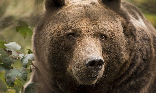 കിഴക്കനേലയിൽ കരടിയെ കണ്ടതായി നാട്ടുകാർ