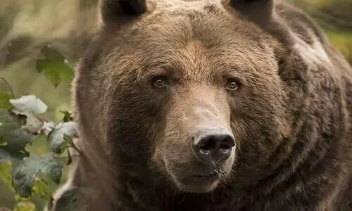 കിഴക്കനേലയിൽ കരടിയെ കണ്ടതായി നാട്ടുകാർ