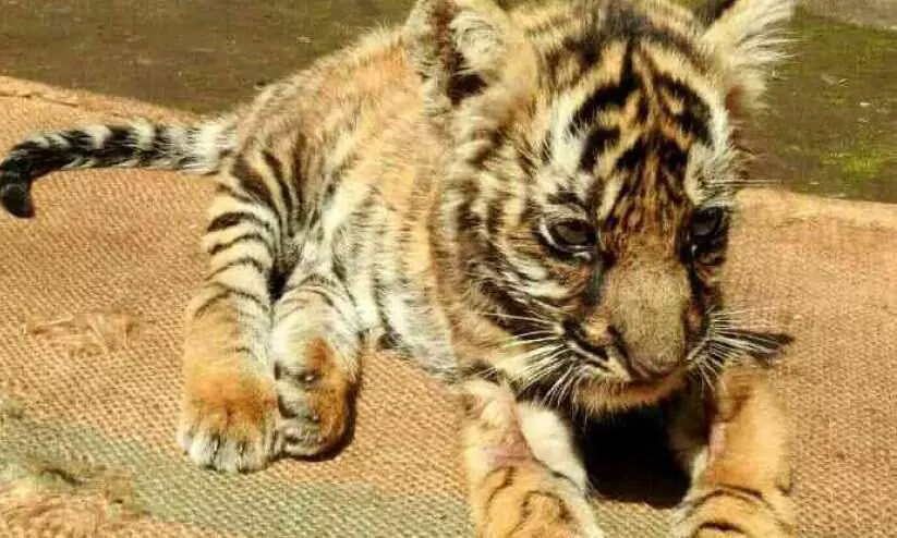 അമ്മയെ നഷ്ടമായ കടുവക്കുട്ടിക്കായി കാടൊരുങ്ങുന്നു അമ്മയെ നഷ്ടമായ കടുവക്കുട്ടിക്കായി കാടൊരുങ്ങുന്നു