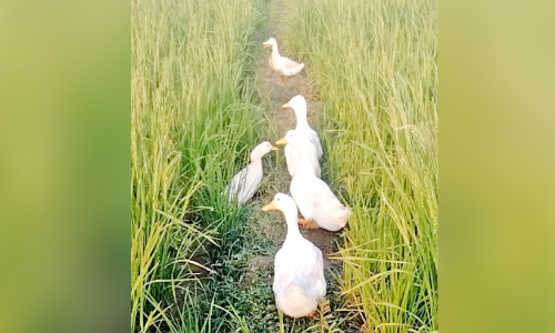 താ​റാ​വും നെ​ല്ലും ഒ​രേ പാ​ട​ത്ത്; വ​യ​നാ​ട​ൻ മ​ണ്ണി​ൽ   ജാ​പ്പ​നീ​സ് കൃ​ഷി ഗാഥ