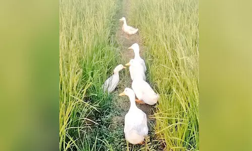 താ​റാ​വും നെ​ല്ലും ഒ​രേ പാ​ട​ത്ത്; വ​യ​നാ​ട​ൻ മ​ണ്ണി​ൽ   ജാ​പ്പ​നീ​സ് കൃ​ഷി ഗാഥ
